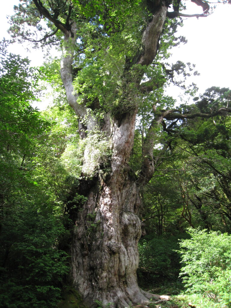 倒木更新 旭川医大小児科