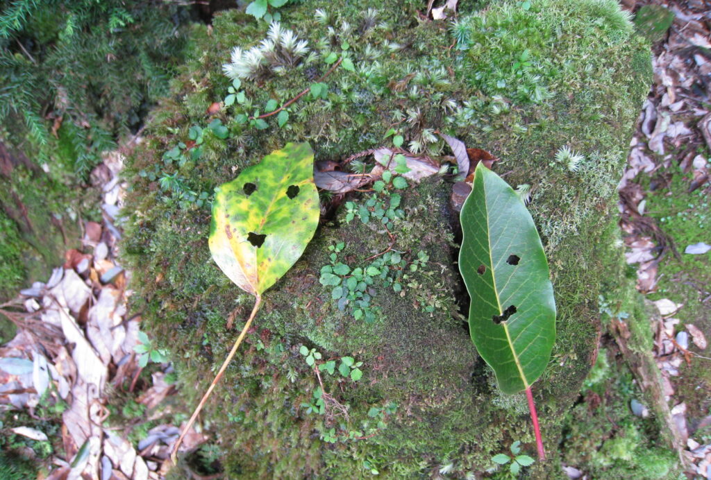 倒木更新 旭川医大小児科